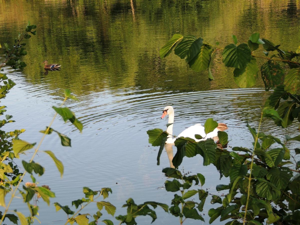 Green Eden Bed and Breakfast Gornji Zvečaj Buitenkant foto